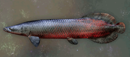 マッディピラルク