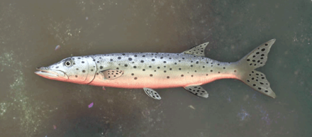 パーリーパイク