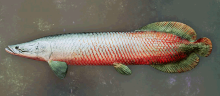 レッサーピラルク画像