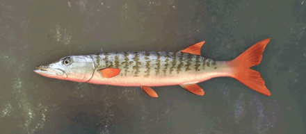 フォグウォルパイク