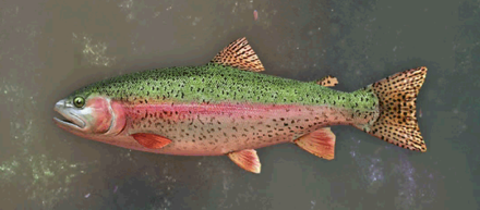 ホークスビルトラウト画像