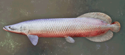 シグナイピラルク