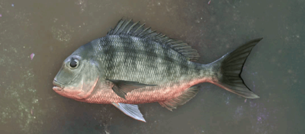 カラスバタイ画像