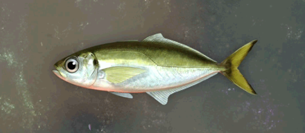 コハクアジ画像