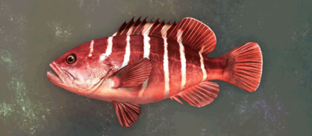 サードニクスグルーパー