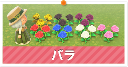 バラ