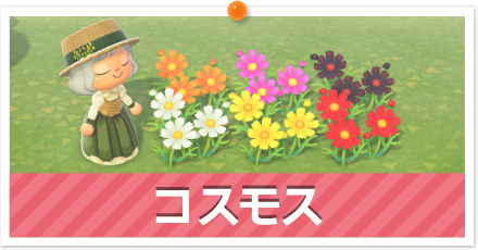 コスモス