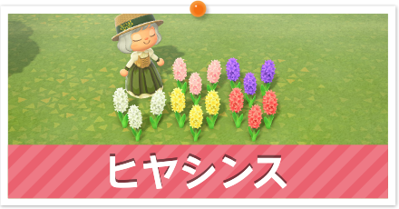 ヒヤシンス