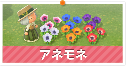 アネモネ