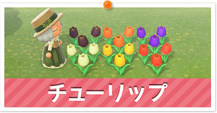 チューリップ