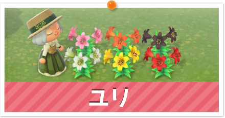 ユリ