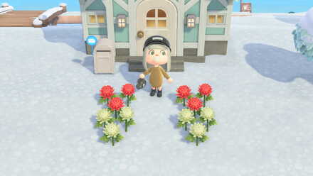 交配したい花を家の前に設置する