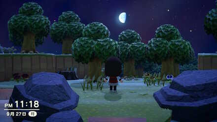 広葉樹(針葉樹)島