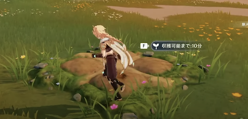 夢乃花の栽培をする