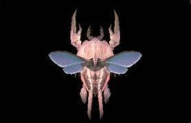 ウカドゥーレの画像