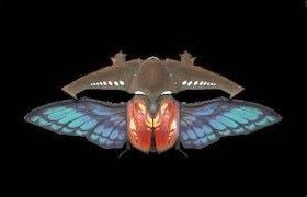 フィルカーノの画像