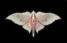 シナトモドキの画像