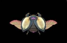 ハルキータの画像