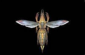 ガシルドーレの画像