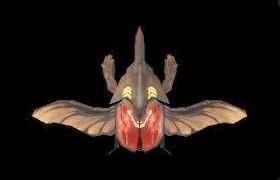 ザミールビートルの画像