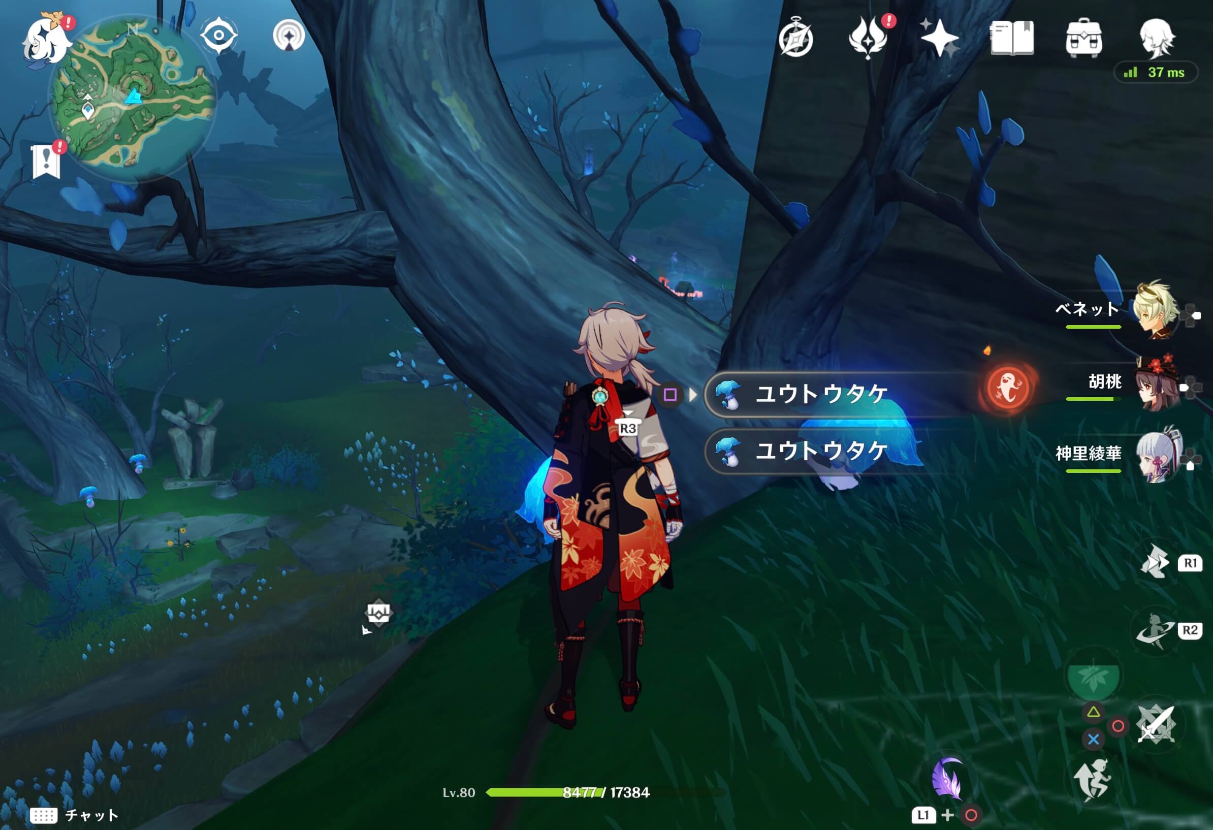 ユウトウタケを集める