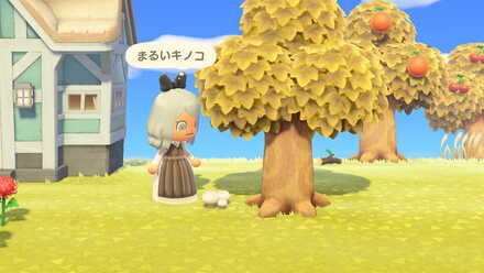 きのこは木や切り株の周りに生える