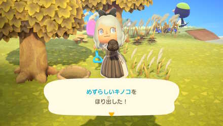 1日5個ずつ、木や切り株の周りに生える