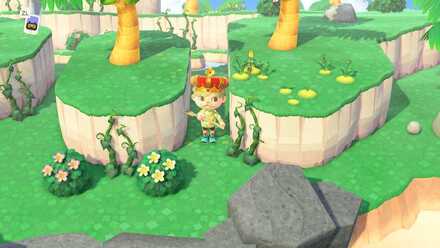 不思議な植物の島