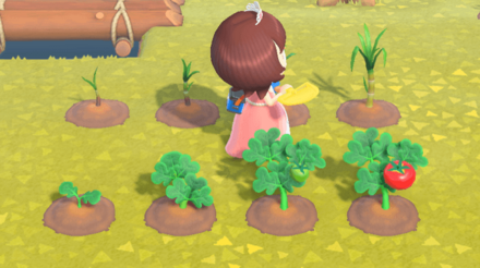 4日経つと収穫できる