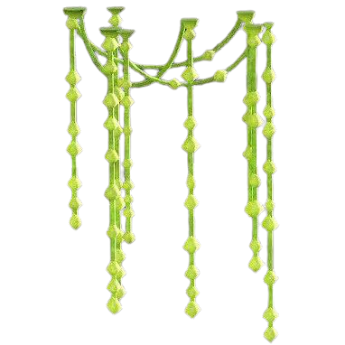 つりさがるヒカリゴケ画像