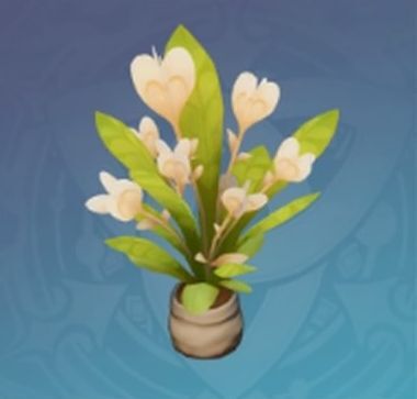 ホシムクゲ・秋橘の画像