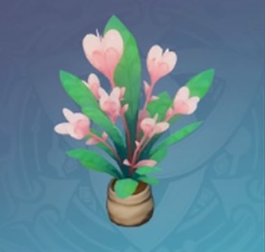 ホシムクゲ・春露の画像