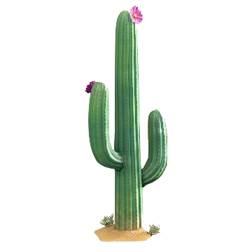 サボテンのありの画像