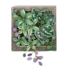 ウォールプランツのグレーの画像