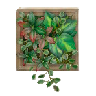 ウォールプランツのダークブラウンの画像