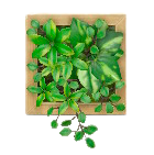 ウォールプランツ画像