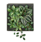 ウォールプランツのブラックの画像