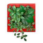 ウォールプランツのレッドの画像