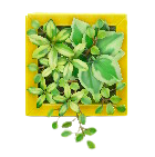 ウォールプランツのイエローの画像