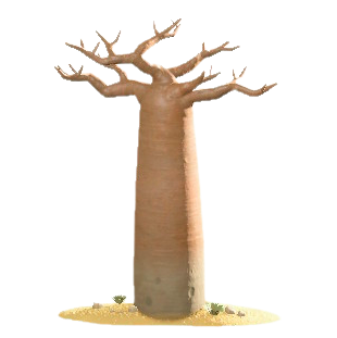 バオバブのなしの画像