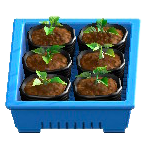 ポットなえセットのブルーの画像