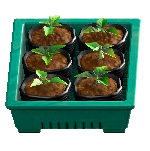 ポットなえセットのグリーンの画像