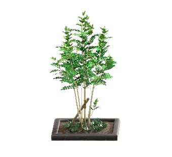 シマトネリコのブラックの画像