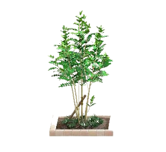 シマトネリコのホワイトの画像