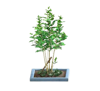 シマトネリコのブルーの画像