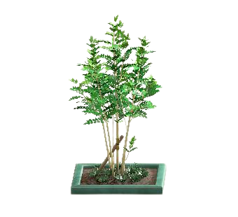 シマトネリコのグリーンの画像