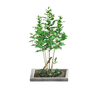 シマトネリコのグレーの画像