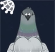 灰羽鳩画像