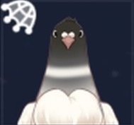 黒王鳩画像