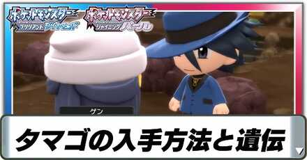 タマゴの入手方法と遺伝について